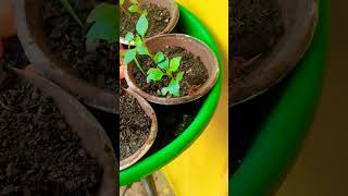 Bhawra or plants song love music garden  bawragarden [upl. by Ardme588]