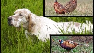 chasse et tir de 4 faisan commun avec Setter Anglais [upl. by Nohsyt]