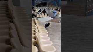 Seal  Pinniped  Dolphin Village Dammam  Saudi Arabia [upl. by Earley747]