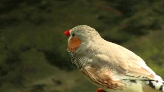 Zebra Finch Taeniopygia guttata  Zebrafink [upl. by Adnim924]