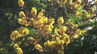 Peltophorum pterocarpum trees grow in South India [upl. by Charlean]