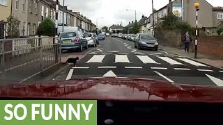 Safety minded cat uses pedestrian crossing on busy road [upl. by Latin893]