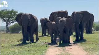 Albino Baby Elephant Khanyisa Leads Her Herd Through the Wilderness With Allomother Klaserie [upl. by Nohpets]