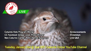 Coturnix Corner LIVE  New Year 2024 [upl. by Ashien288]