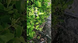 ytshorts arthropoda butterfly common migrant collegecampus shimla1891 [upl. by Pascal]