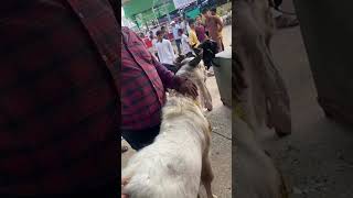 1 Lakh Ka Bakra at Deonar Bakra Mandi 2024 June 7 [upl. by Yrtneg]