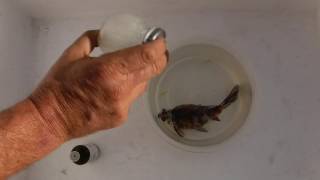 How to Euthanize a Fish with Clove Oil [upl. by Einnos]