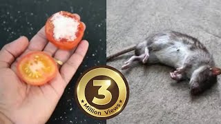 How To Kill Rats Within 30 minutes  Home Remedy Magic Ingredient  Mr Maker [upl. by Phelan]