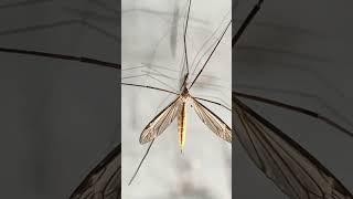 Scientific and Educational Tale Tipula obsoleta insect coolview nature ecosystem pollen [upl. by Tanney]