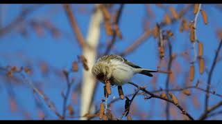 Hoary Redpoll  Arctic Redpoll [upl. by Nuahc217]