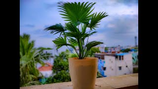 Fan palm Indoor plant complete care Fan palm repot Chinese Fan palm Livistona chinensis [upl. by Xylon]