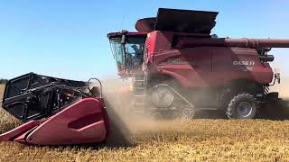 Case 9250 AFS Axial Flow2024 Wheat harvest [upl. by Deibel]