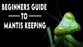 Praying Mantis Keeping 101  A Beginners Guide [upl. by Aemat]