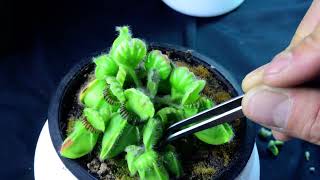 PlantH08 Cephalotus Hummers Giant  biweekly maintenance – 10624 [upl. by Ramoh]