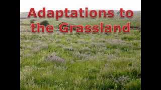 Grassland Adaptations [upl. by Nerrual655]