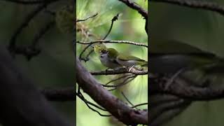 A couple of Zosterops japonicus the Japanese whiteeye as the birds of a feather [upl. by Tteve]