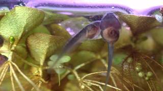 golden mantella tadpoles day 21 [upl. by Kessia410]