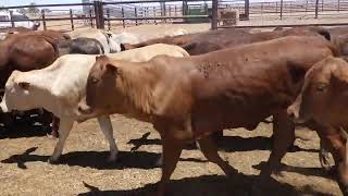 151 GOODWOOD CERTIFIED ORGANIC WEANER HEIFERS AV 2468KG CURFEWED [upl. by Evod]