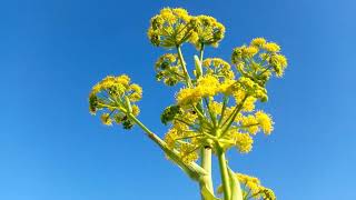 Ferula Asafoetida  asafoetida  الكلخ [upl. by Tram]