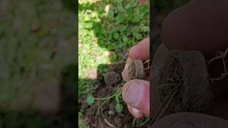 Metal detecting find [upl. by Enelyw]