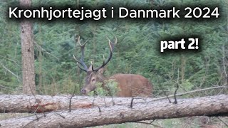 Kronhjortejagt i Danmark 2024  Part 2 [upl. by Elletnuahs]