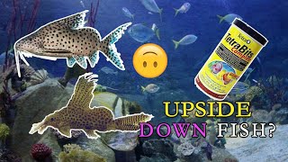 ALL ABOUT UPSIDE DOWN CATFISH  SYNODONTIS CATFISH  UPSIDE DOWN CATFISH FOOD [upl. by Pilihp]