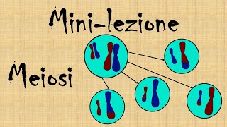 Mini lezione la meiosi [upl. by Avla313]