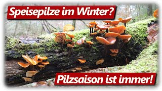 Riesige Judasohren und samtige Überraschung  Speisepilze sammeln im Dezember 21 [upl. by Charpentier]