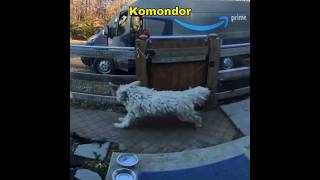 Komondor  Best Guard Dog For Home youtubeshorts ytshorts youtube [upl. by Otirecul]