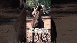 Why Kangaroo Fight 🦘Kangaroo Boxing Fight  Boxing Kangaroo oneminutefact animalfact [upl. by Soren]