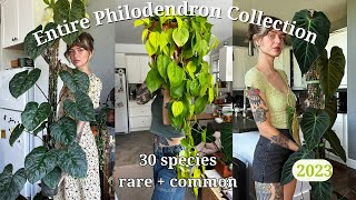 🚨 ranking my entire philodendron collection  30 species rare  common 🌿 my favourite genus [upl. by Esined]