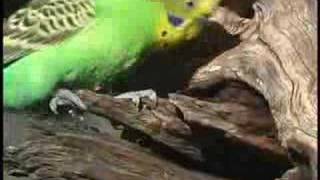 Budgerigars at nest part II [upl. by Anadroj]