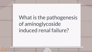 How do aminoglycosides cause renal failure [upl. by Matthaus77]