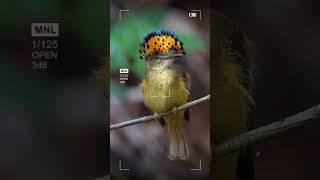 Amazing Birds  beautiful birds  colorful birds shorts viralshorts viralvideo [upl. by Ibloc]