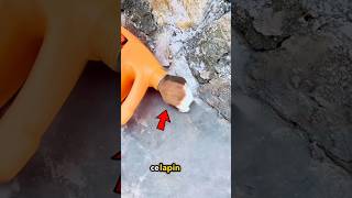 Lapin sest aventuré à lintérieur de la boîte 😳 [upl. by Odnarb]