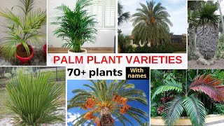 Top 70 varieties of Palm plant  Tree   Identification of Palm plants with Names [upl. by Asoramla]