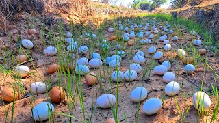 wow wow wow Collect a lot of eggs on the grass handpicked by a fisherman [upl. by Maude970]