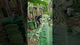 Special uses of Thai banana leaves funfacts [upl. by Bushweller]