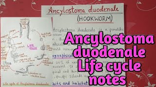 Ancylostoma duodenale life cycle  full notes explain in hindi [upl. by Xanthe409]