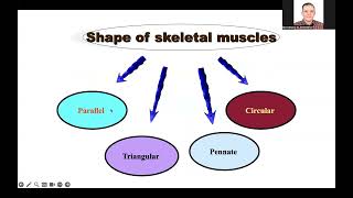 Anatomy muscles  introduction [upl. by Hanley]