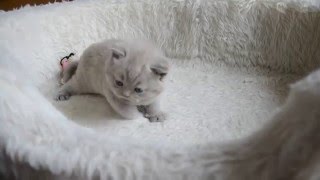 British Shorthair Kitten [upl. by High]