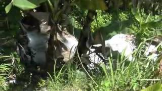 Saut Deau Haiti [upl. by Ardeha]