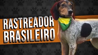 RASTREADOR BRASILEIRO  Tudo sobre a raça [upl. by Beacham]