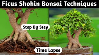 Ficus Shohin Bonsai Techniques [upl. by Yesiad]