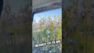 What’s your favorite way to find wind direction hunting milkweed bbd [upl. by Russell411]