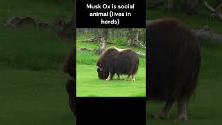 Musk Ox  Fun Facts [upl. by Darwen]