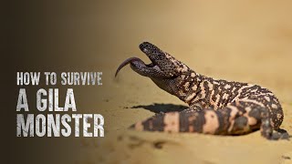 How to Survive a Gila Monster [upl. by Ollopa]