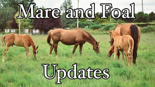 FOAL UPDATE  PLANS FOR THE MARES [upl. by Nevile461]