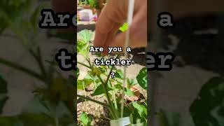 Grow More Tomatoes tomato gardeningtips [upl. by Limay81]