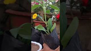 plants repotting tipsyoutubeshorts repottingplants nature terracegardening [upl. by Ennasor604]